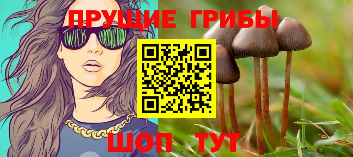 Псилоцибиновые грибы Psilocybe Красноармейск